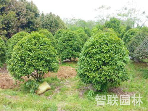 叢生桂花
