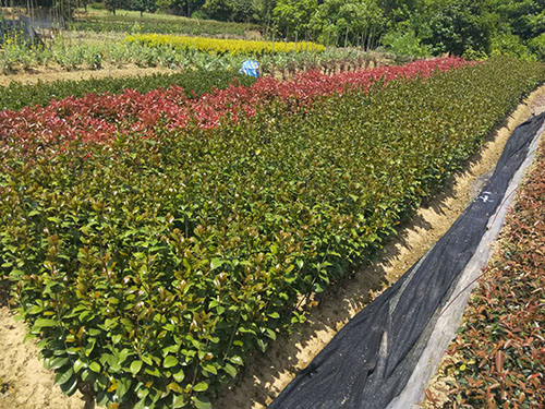 茶花小苗